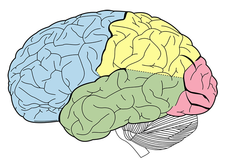 10 Powerful Facts About the Anatomy of Human Brain You Must Know
